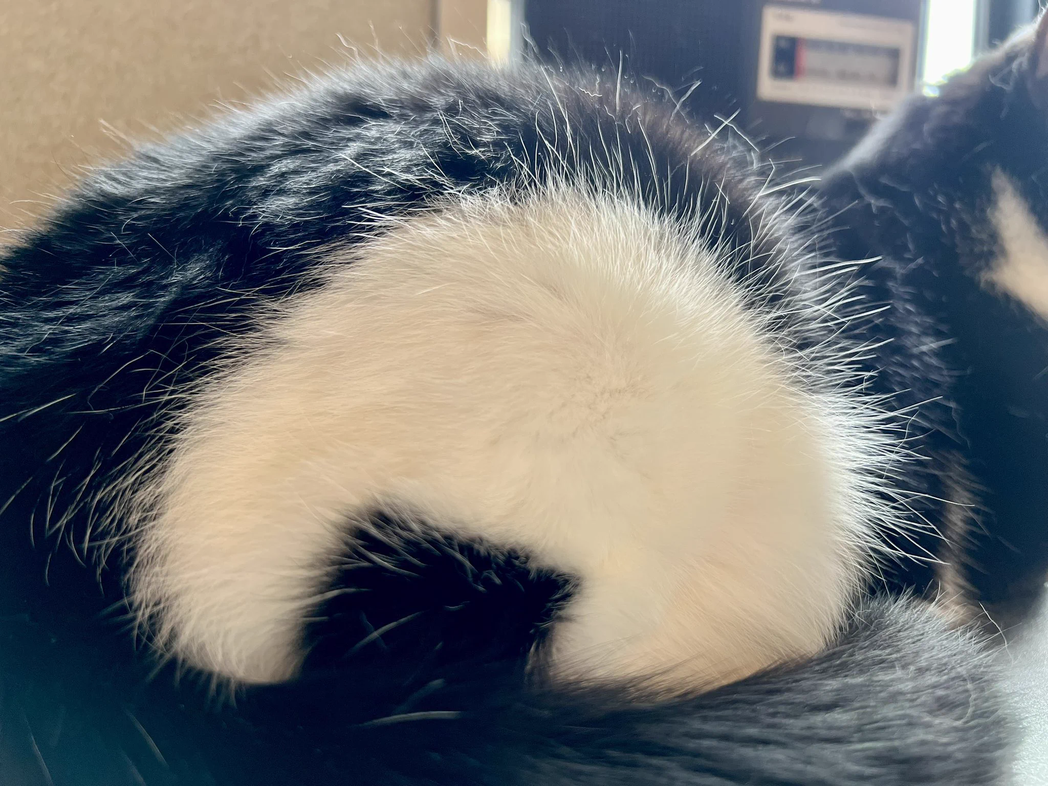 飼い猫の”おにぎり”その名前の由来が一目瞭然！