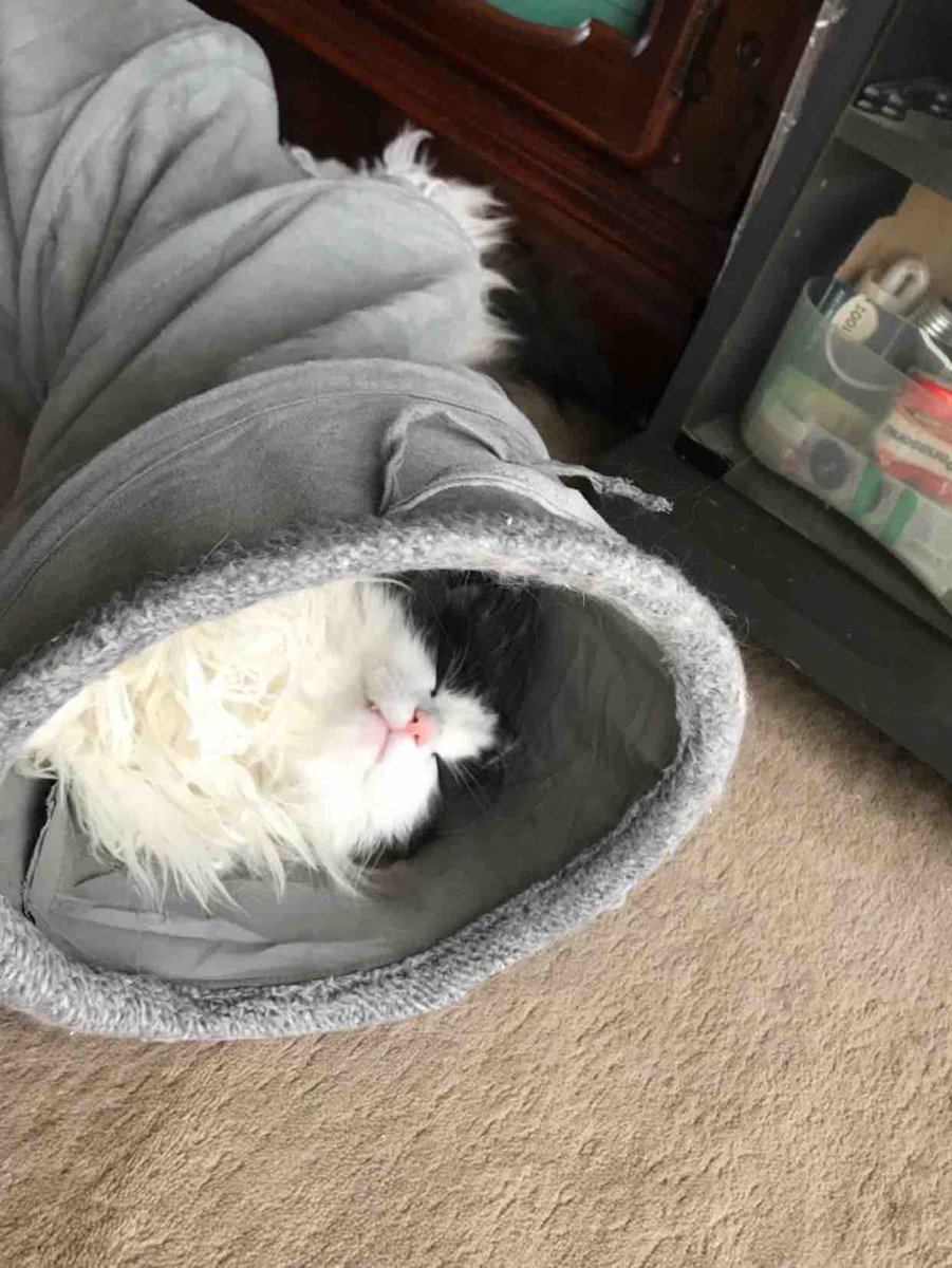 お気に入りの中で爆睡。
片キバ…😻

 #第1回うちのこかわええ