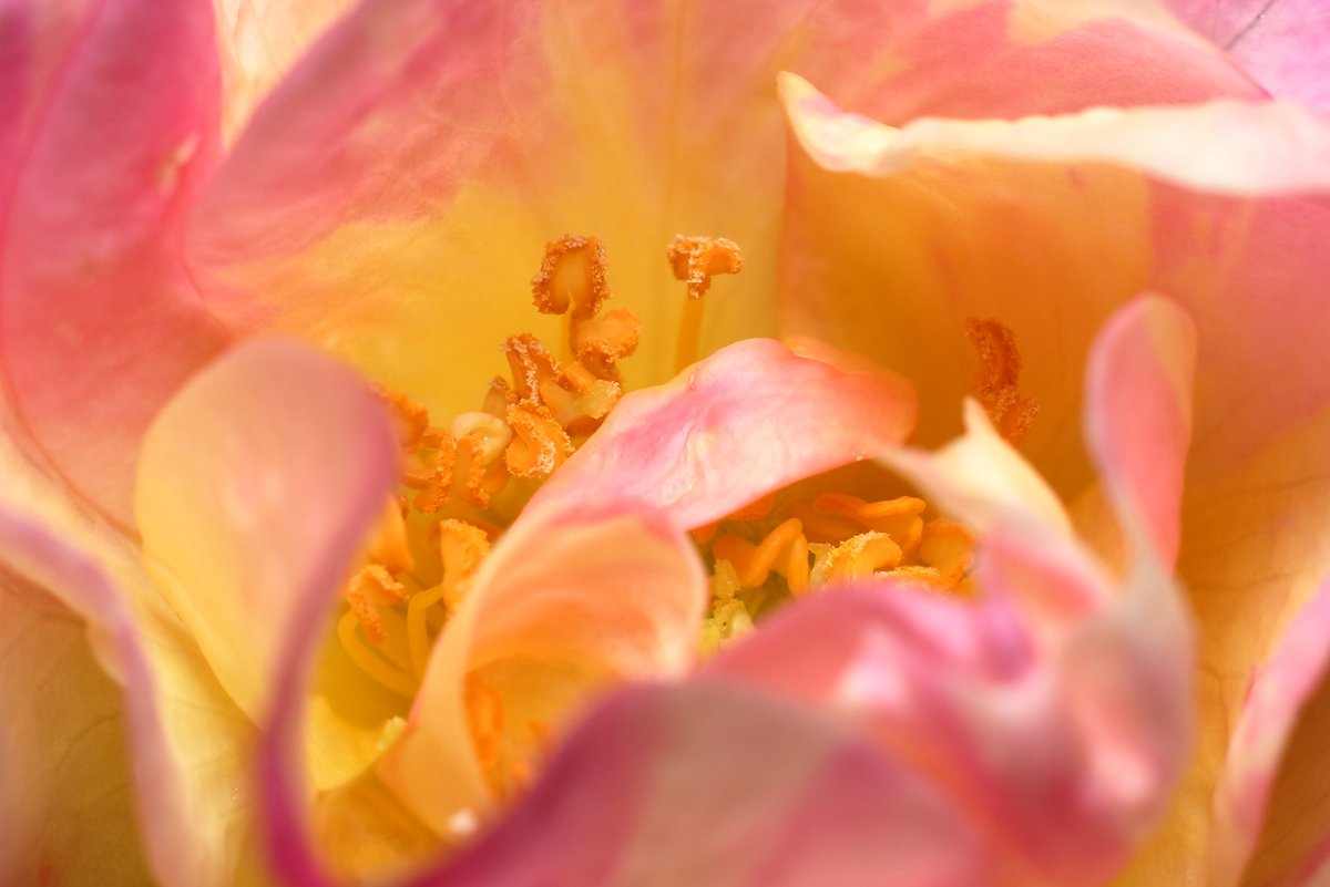 In a miniture Rose. #MacroMonday #Macro #GardeningTwitter #Roses