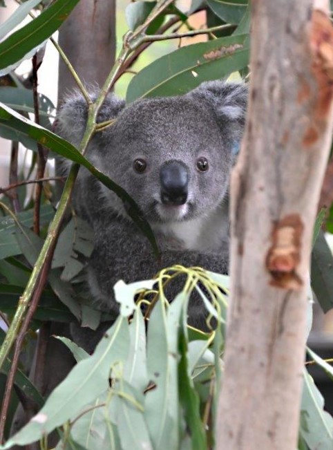 KoalaConservAus's tweet photo. Happy World Environment Day! A day to reflect on how we interact with and preserve our environment.  If we protect the environment in our own backyards, we will protect the local environment at a broader scale. You can reduce your impact on your environment in many simple ways. https://t.co/fxIv8RVVTs