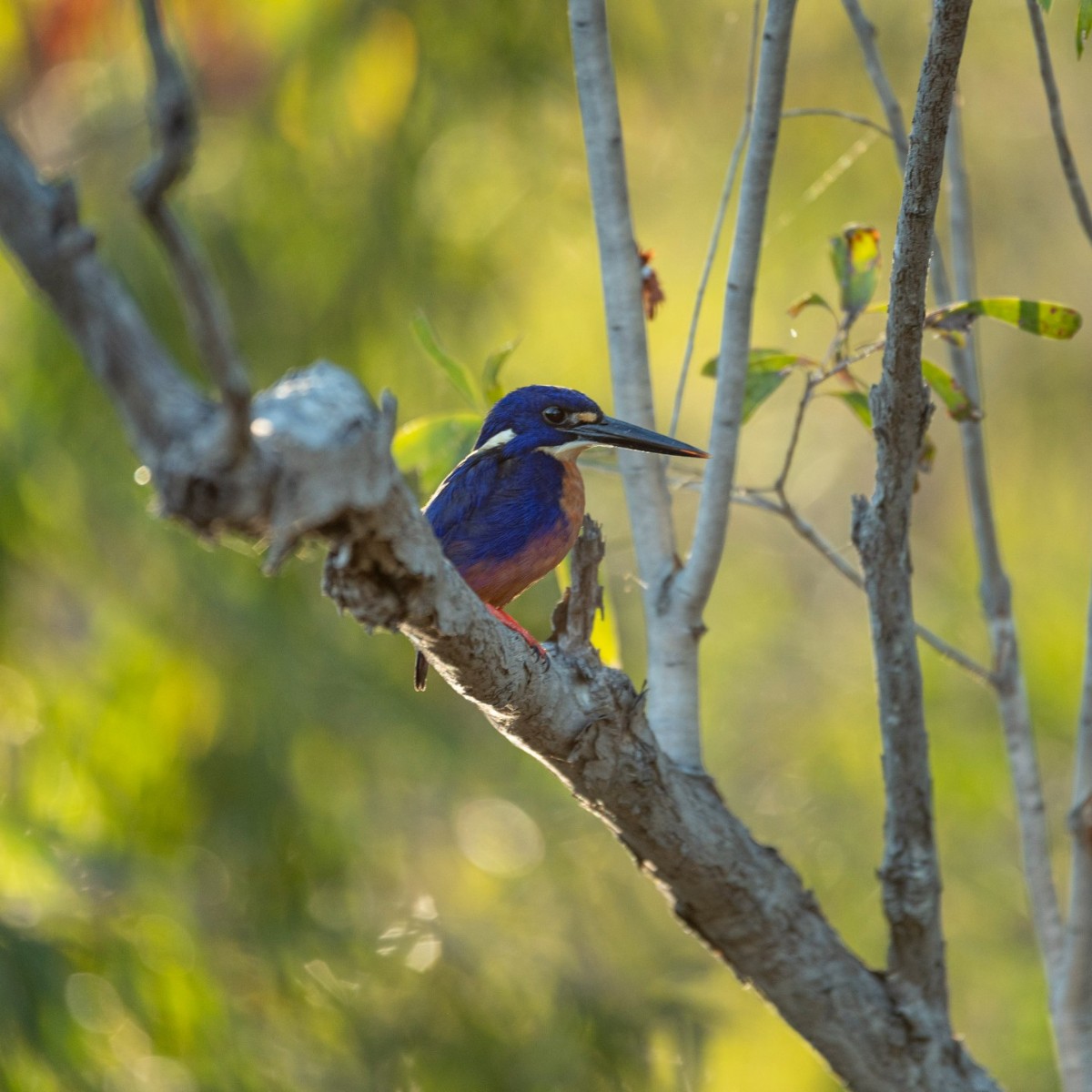 Happy #WorldEnvironmentDay! A day to recognise the importance of our planet’s natural environment & the need to protect it. We have a diverse range of flora & fauna, it's our responsibility to ensure they remain intact & thriving. #BeatPlasticPollution 📸 Mark Watson