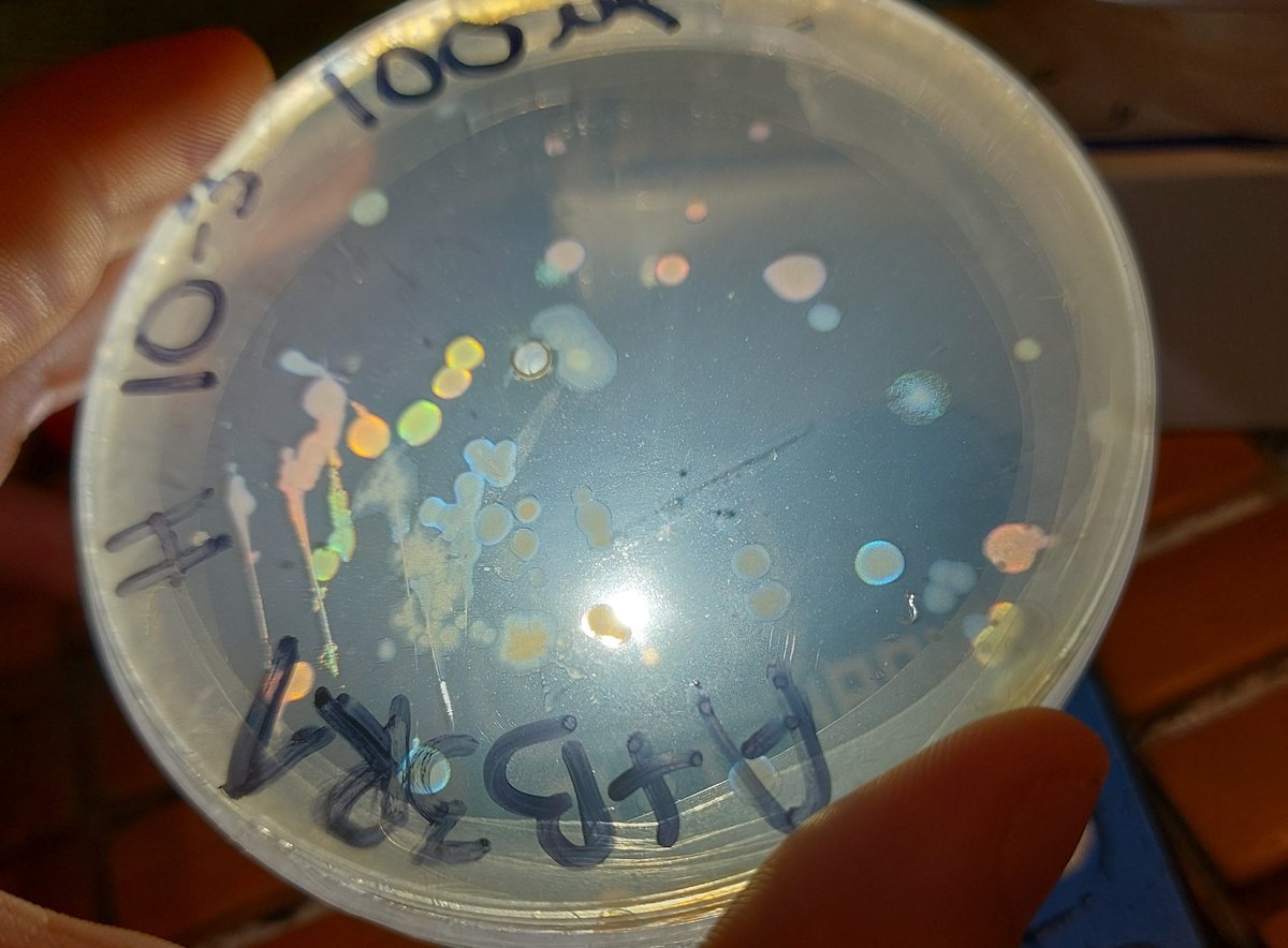 erickmoretau's tweet image. My friend showed me her culture, and I thought I saw something. First time I see #structuralcolor in bacteria live. I would like to transfer this skill to E. coli. Very complex knowledge and engineering are needed and far beyond my current capabilities. I am amazed by its beauty