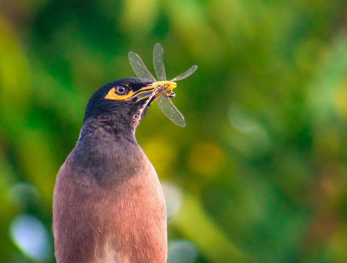 AsamanjM's tweet photo. Common Myna with snacks 
Nikon gears
#NaturePhotography 
#IndiAves #TwitterNatureCommunity #earthcapture #ThePhotoHour  #BBCWildlifePOTD #natgeoindia #birdphotography #discovery #birdwatching #BirdsSeenIn2023 https://t.co/X67QNA0bLA
