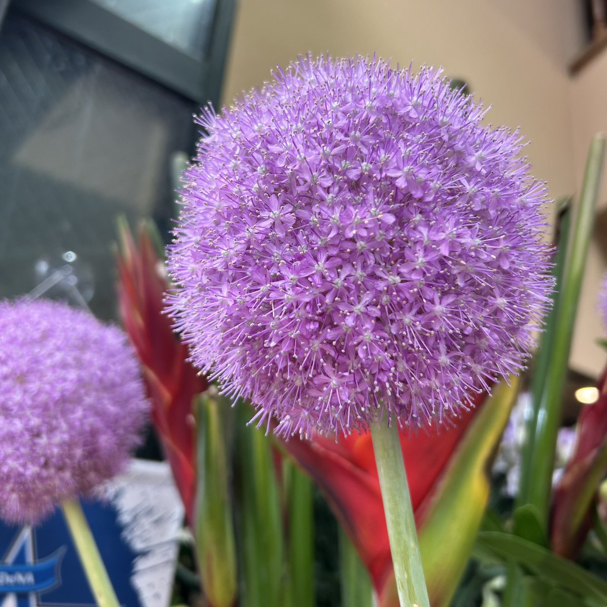 Sach77F's tweet photo. 月曜日！
店頭ではギガンチウムの花が満開です。
今日は切り花の入荷日で芍薬、ヒマワリ、ドウダンツツジ、紅花などが入ってきています。
暑さも増してきますが旬のお花でリフレッシュして下さいね🍀

#横浜橋商店街
#花屋　#横浜ハナミ https://t.co/hLhB1tfrRR