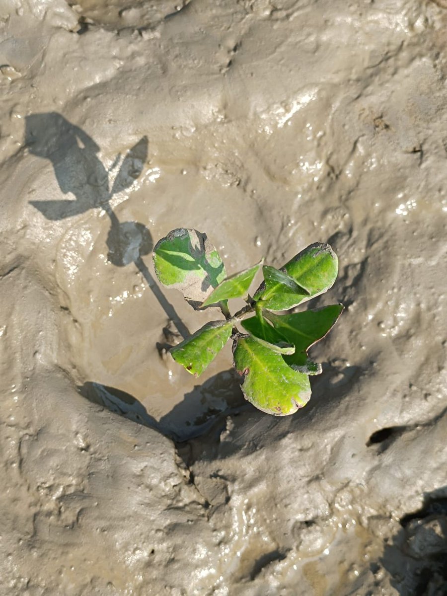 PaitalAswini's tweet image. Planting the seeds of change on #WorldEnvironmentDay
Let&apos;s come forward together with @SATTVIC_SOUL in nurturing and protecting our precious ecosystem for a greener, sustainable future. 🌱🌍
 #SaveTheEcosystem #PlantingForChange 

#WorldEnvironmentDay2023 
@moesgoi @moefcc @UNEP