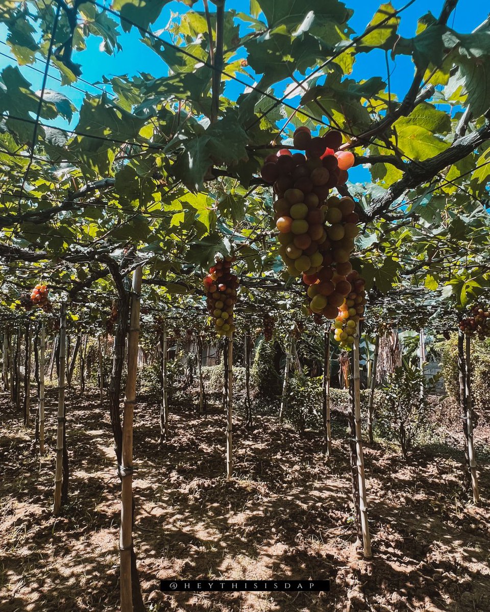 The best grapes make the finest wine.

#Elyu #LaUnion #SanJuanLaUnion #LU #Travel #TravelPH #TravelPhotography #FYP #Poro #PoroPoint #ItsMoreFunInThePhilippines #ForYourPage #WanderPinas #fypシ #roadtrip #heythisisdap #grapefarm