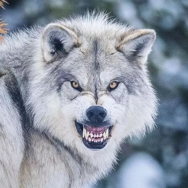 wolf_comm_unity's tweet photo. What a king 👑❤️😍😘

👉
#lonewolf #lovewolves #teenwolf #wolf #wolfart #wolfdog #wolfcreek #wolfdogs #wolfdogsofig #wolfhunter #wolflife #wolfmoon #wolfpack🐺 #wolftattoo #wolvesofinstagram #wolves🐺 #worldofwolves #saveourwolves
#wolvesfanworld #wolfphotography https://t.co/ABPr6Y10Iv