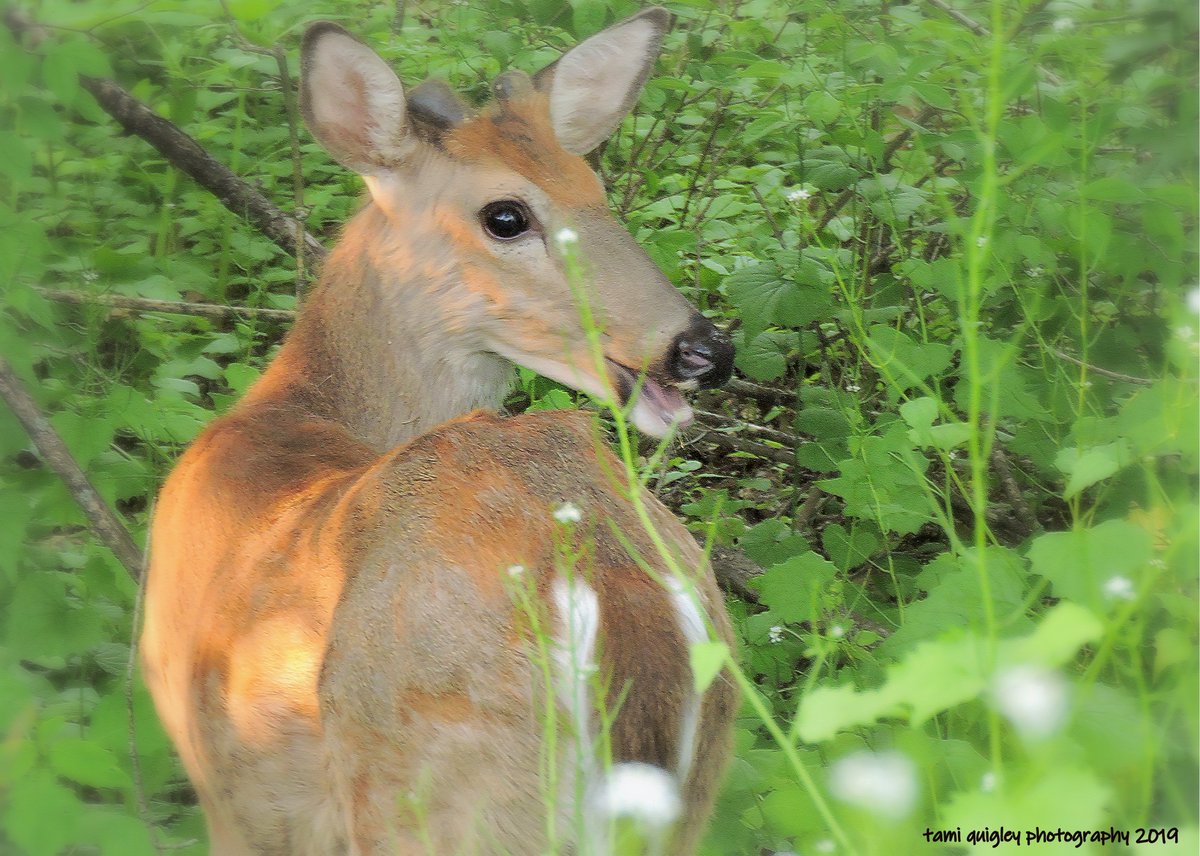 Trailscapes ... Fine Art Photography by Tami Quigley: The Yearling Grows ... trailscapes-tami.blogspot.com/2023/06/the-ye… #new #blogpost #BuyIntoArt #AYearForArt #whitetail #deer #yearling #wildlife #art #wildlifephotography #TrexlerPark @AllentownCityPA #LehighValley @LehighValleyPA @visitPA #spring