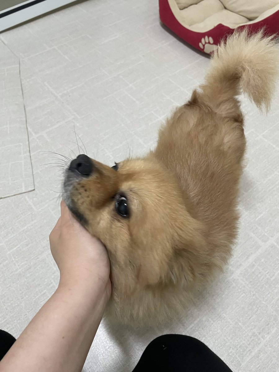 malrang_dog's tweet photo. 🐶좋지 않은 소식으로 다시 로그인했습니다ㅠㅠ
강아지 호텔에 9개월간 방치되었다가 끝내 유기된 폼피츠 남아(4-5세 추정) 입양처를 찾고 있습니다! https://t.co/MY7jfZfVm3