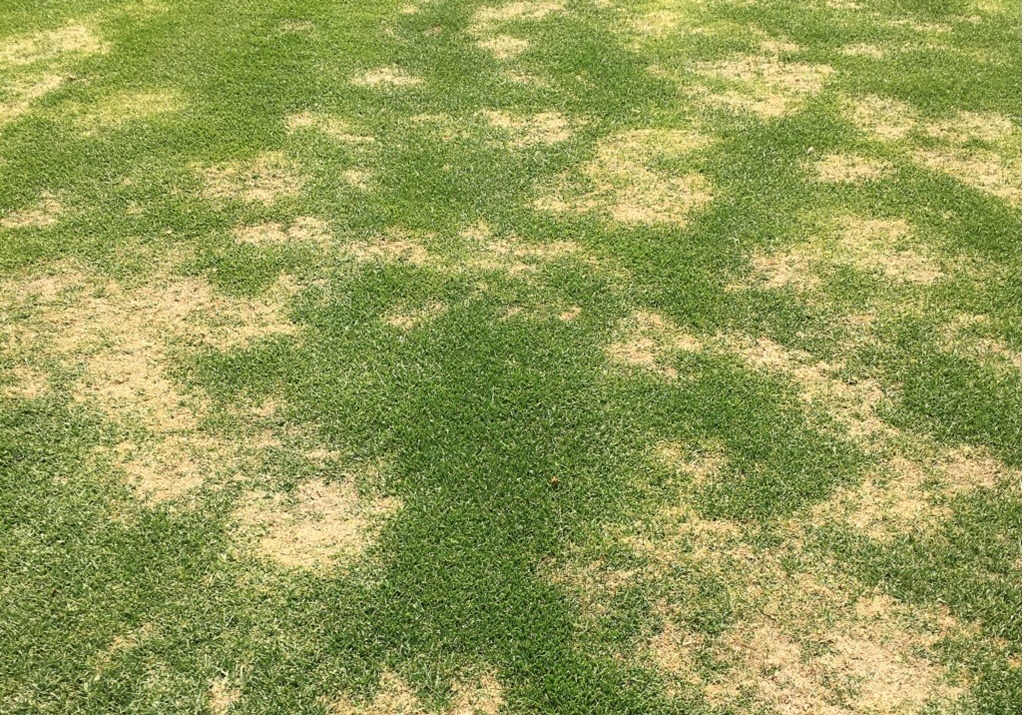 SyngentaTurfSA's tweet image. Defend your #Kikuyu fairways against #LargePatch
One of the most common turf diseases we struggle with in #SouthAfrica on Kikuyu fairways. It comes in all shapes and sizes and it's crucial that you apply the correct treatment in order to prevent this. 
buff.ly/3nfdLz4