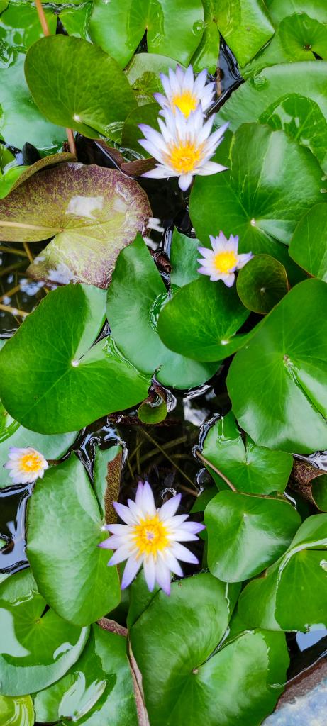 #nenuphar #FLOWER #flowerphotography #Flowers #fleur #photography #photooftheday #photo #PHOTOS #travelphotography #Travel #Voyage #NaturePhotography #nature #NaturalBeauty #naturelovers #goodmorning #GoodMorningTwitterWorld