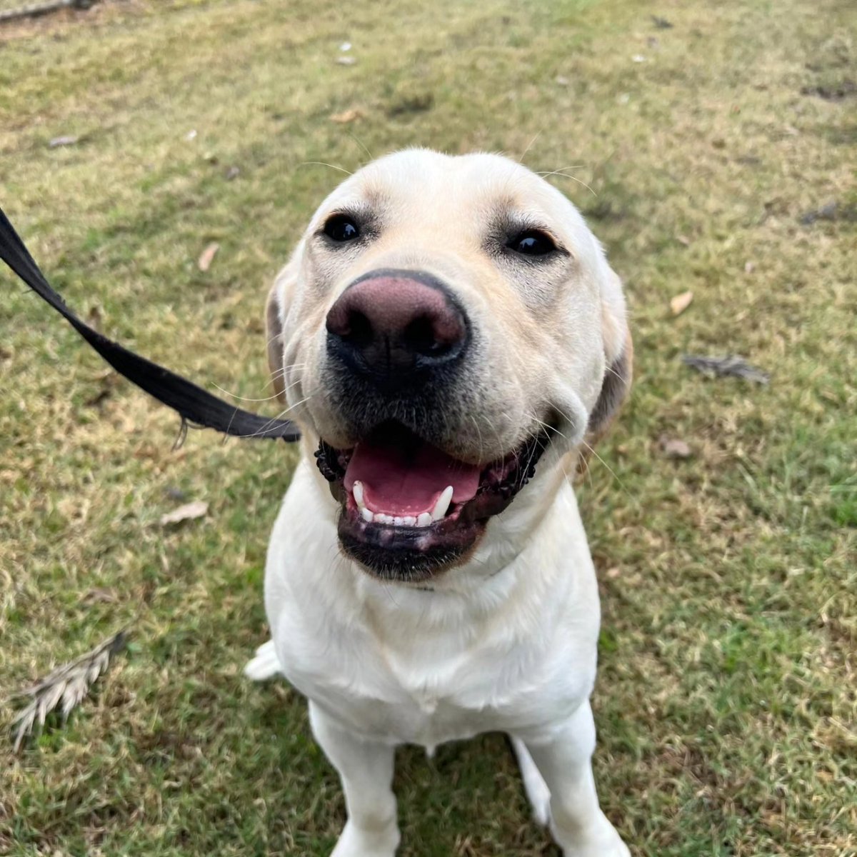 It was goodbye today to Walken as we dropped him off at @GuideDogsAUS for his next adventure. It's been a pleasure and an honour to have him as part of our family. #guidedogsnswact
#servicedogs #labrador 
#dogsofinstagram #guidedogsaustralia