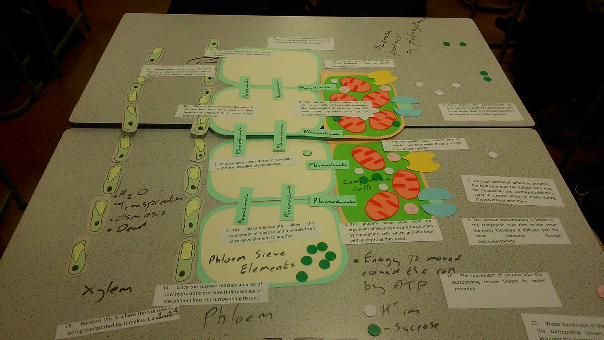 Why not give modelling it a go when things start to get back to normal after the exam period.  Here's an example of something I use

 #ukedchat #science #nqtchat #aqascience #aussieED #edchat