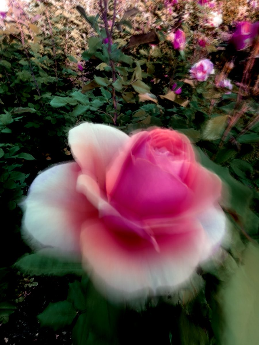 sdetroy's tweet image. It’s been a day with roses 
#roses #sunday #stillspring #June4 #ROSE @Hipstamatic 
#nft #rosas in comment