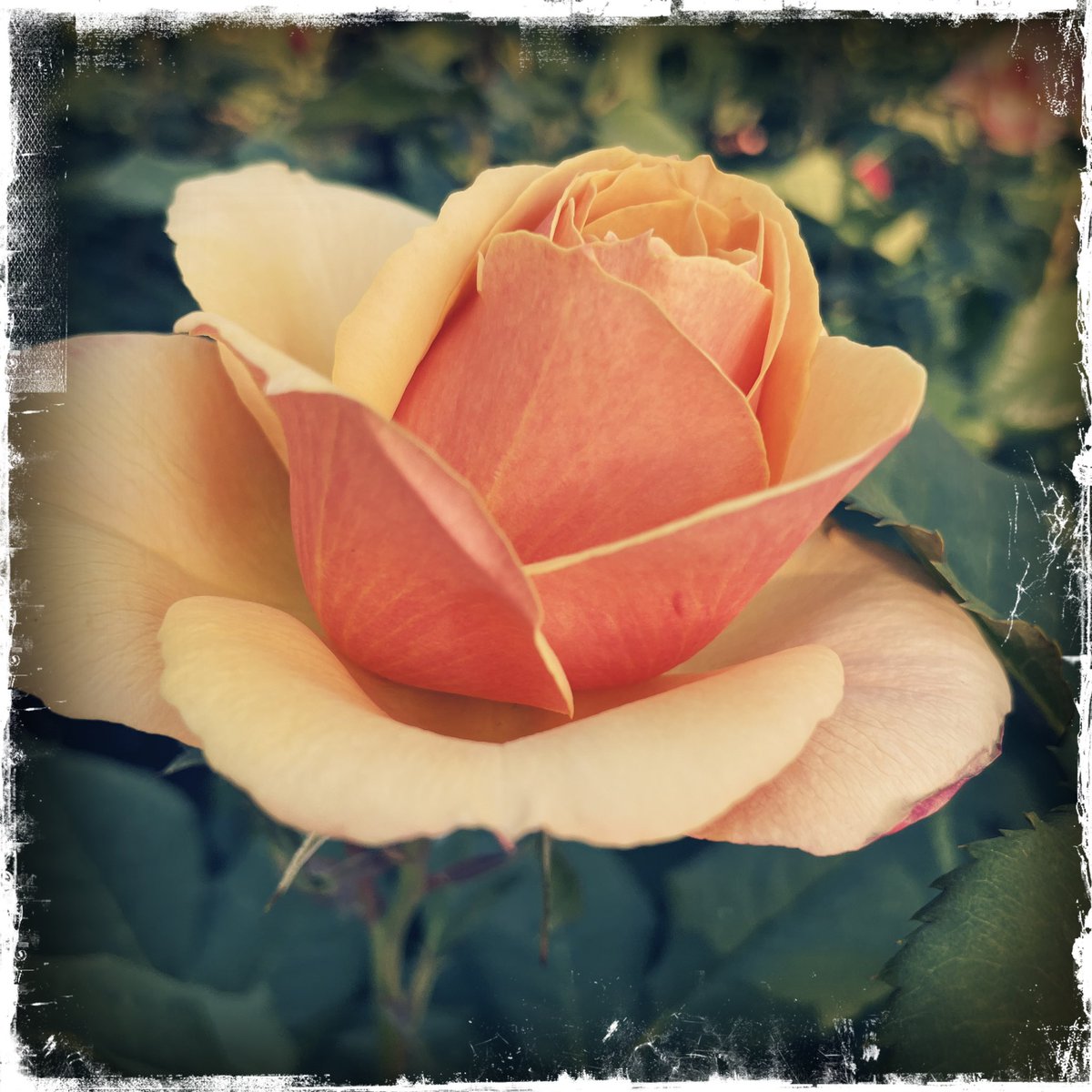sdetroy's tweet image. It’s been a day with roses 
#roses #sunday #stillspring #June4 #ROSE @Hipstamatic 
#nft #rosas in comment