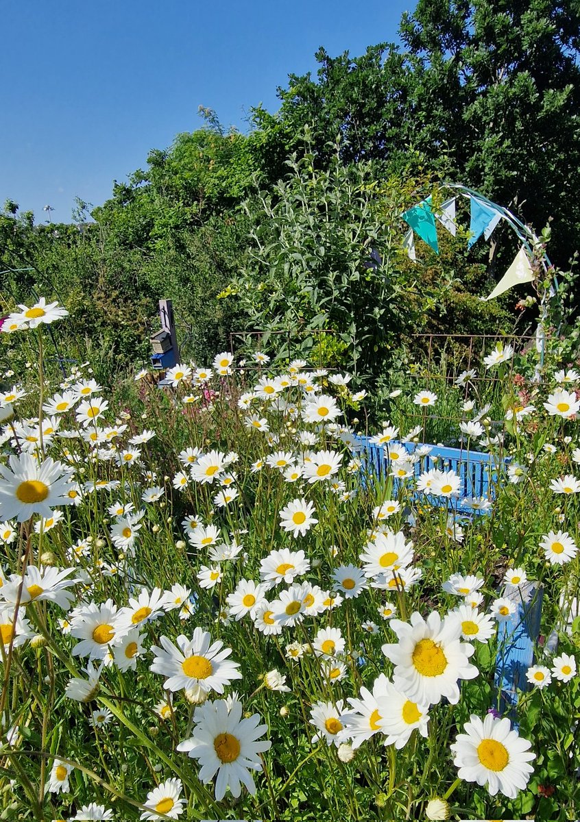 lovely_plot's tweet photo. Have a daisy Monday! 🥰
Ox-eye daisies support an incredible amount of insects and are so easy to grow and... 
Look beautiful, too 😊 https://t.co/nxZ8KuTmkm