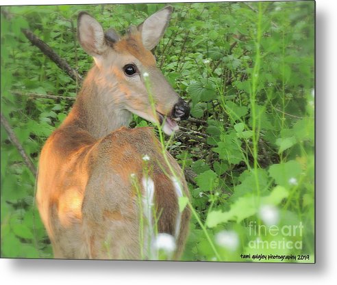 The Yearling Grows tami-quigley.pixels.com/featured/the-y… #ThePhotoHour #ArtistOnTwitter #BuyIntoArt #AYearForArt #whitetail #deer #yearling #art for #FathersDay #giftidea #wallart #homedecor #officedecor! #TrexlerPark @visitPA @AllentownCityPA #LehighValley @LehighValleyPA #wildlifephotography