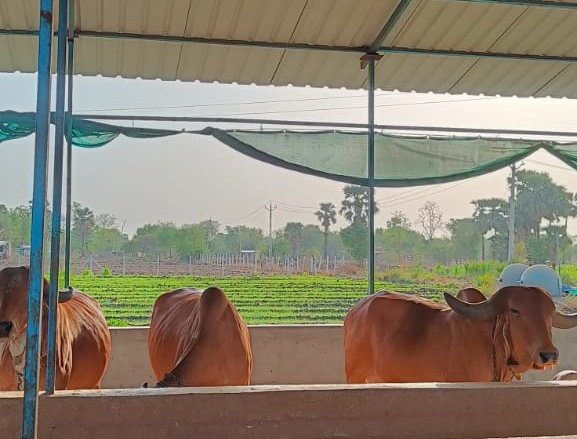 #WorldEnvironmentDay
#Gausavardhan

Happy World environment day to all. 

हमारे पुराणों में कहा जाता हैं कि ब्रह्माजी ने सृष्टि की रचना से पहले गौमाता की रचना की थी।

गौ रक्षा ही जमीन के उपजाऊपन की रक्षा।
गौ रक्षा ही जल स्रोत की रक्षा।
गौ रक्षा ही वायु की रक्षा।