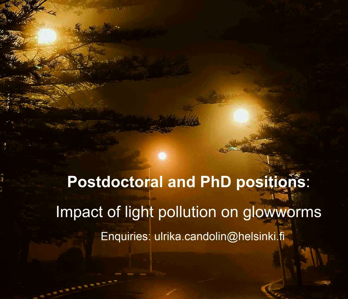 Interested in effects of #lightpollution (#ALAN) on insects, especially #glowworms? 
#Postdoctoral and #PhDpositions soon coming up. Possibility to focus on behavioural, physiological and/or genomic work . If interested, take contact already now.