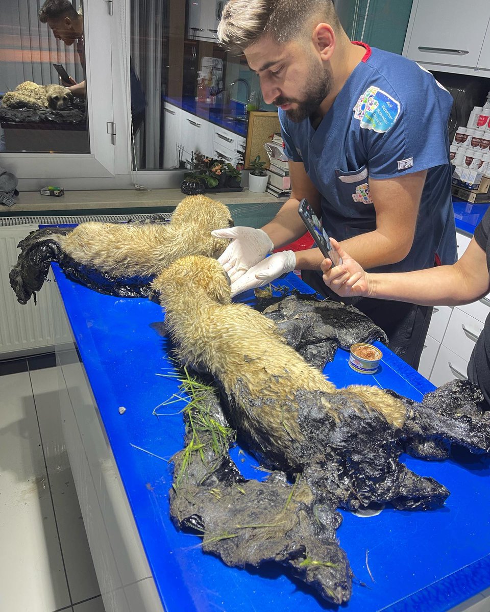 Zifte yapışmış bebekler çok şükür kurtarıldı