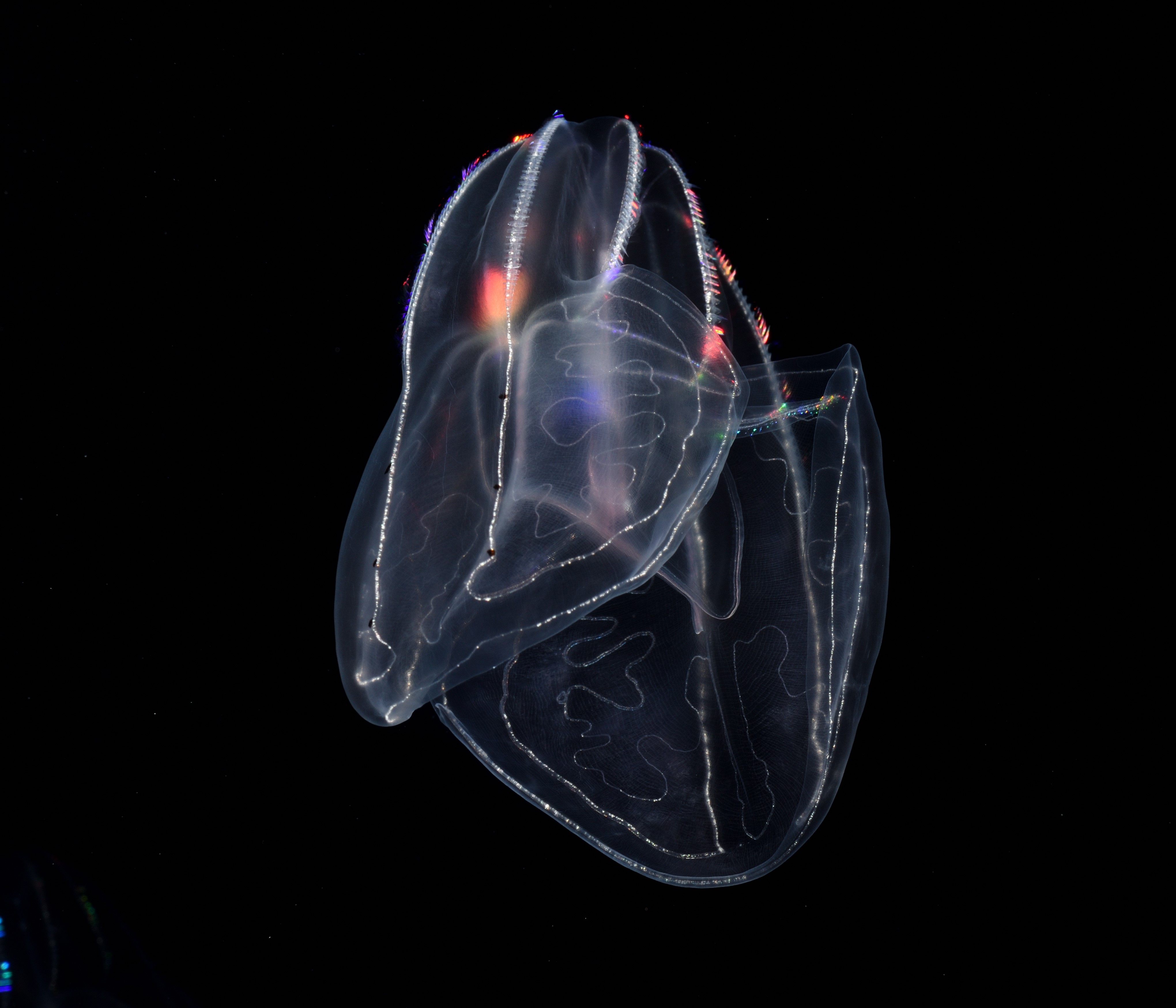 ごんごんo,+:。☆.*・+。クラゲ？ sddefault.jpg