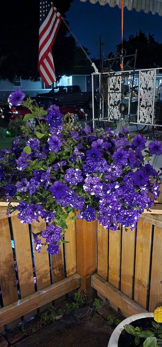 I think this is my favorite color of petunia. The speckled purple.