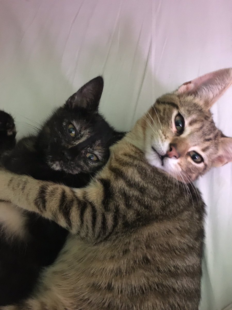 Mis peques, La Rosalia y La Cali 🥰🥰❤️