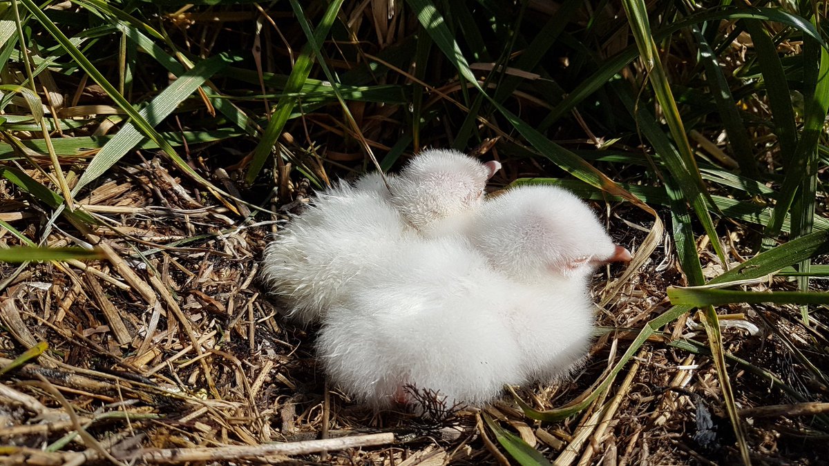 TuulSeppLab's tweet photo. How many albino seabirds have you ever seen?

For the Kakrarahu team it was a first! And our surprise was even bigger when we found a second albino chick!

Check out more about this with our last blog post https://t.co/ZwCWcvrTEM https://t.co/moIVAce9VM