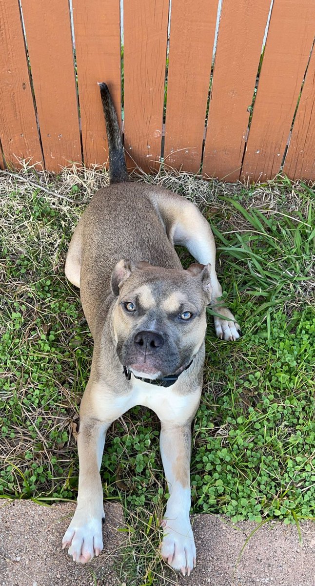 Raedoestuff's tweet photo. have you seen my dog? now you have! https://t.co/hEd1Sb83Yl