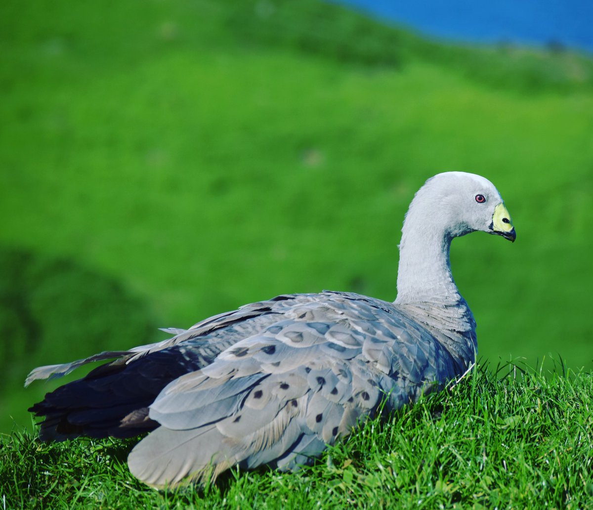 cape barren goose #capebarrengoose #phillipisland #birds