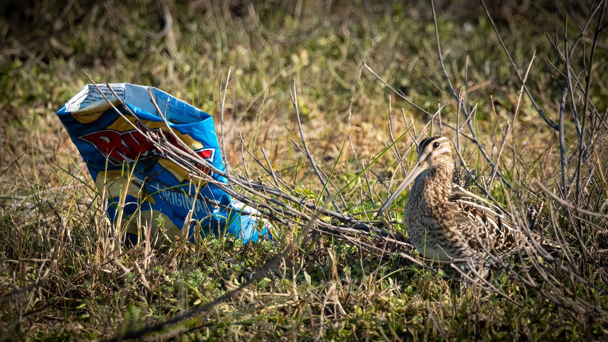 Çulluk ve cips poşeti. Sizde bu gönderi altına karşılaştığınız kuş ve çöp karelerinizi paylaşın. Belki utanırız.
👉🏻Asıl önemli olan çöpü çöp kutusuna atmak değil, daha az çöp üretmektir. 
👉🏻Dünya Çevre Günü’nün bu yılki teması plastikler. #BeatPlasticPollution #kuşlarveçöpler