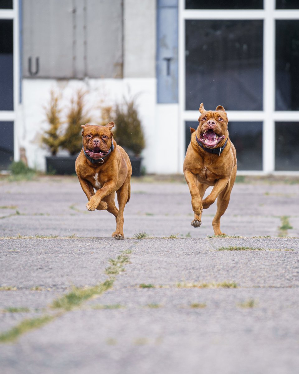 Kalli und Hektor sind bereit für die neue Woche! 🐶💨 Unsere Energiebündel bringen uns immer zum Lachen.🐾❤️ #Bordeauxdogge #Tierliebe 🐾