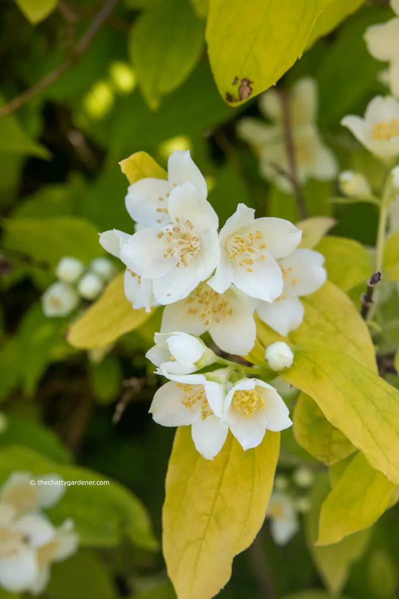 ChattyGardener's tweet image. This week's #CheeringUpMondays flower is something that's filling my garden with scent. More on the blog here: buff.ly/3MD5vBW 

#MondayMotivation #gardening
