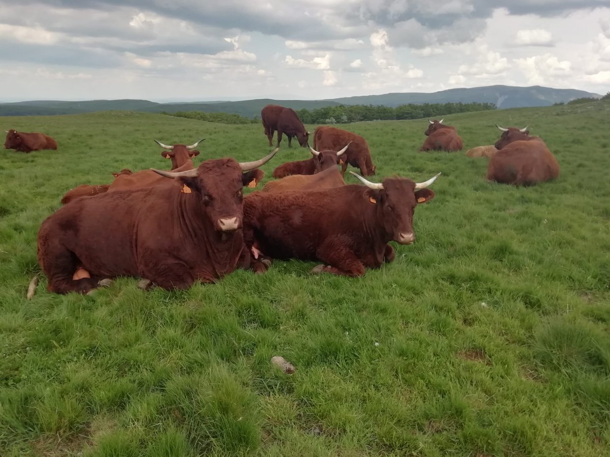 F4IPL's tweet photo. @Johnsontechword @F5AYE Maybe we should  call it  : " antenna yard on on a remote farm " : this was our  immediate neibourghood !!!! : (Salers  cattle , fzw meters from us, wondering what's going on on their land 😂 https://t.co/FOMvtnW4OV