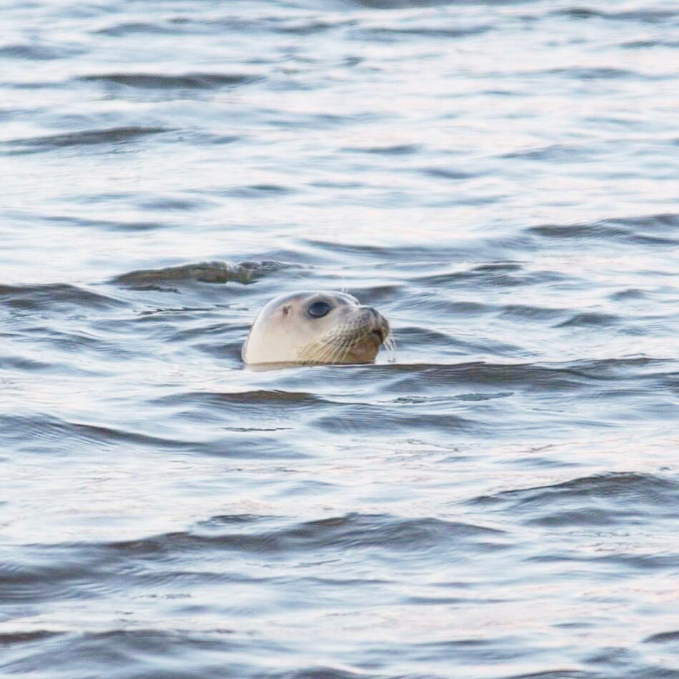 Have a great week! 🌊 ☀️🌊

#seal #sealsofinstagram #sealphotography #swimmingseal #säl #sälar #hylje #norppa #hylkeenelämää #sälliv #simmandesäl #zeehond #zeehonden #siegel #swim #swimminganimals #photosofseals #sealsofnetherlands #northsea #seaanimals #animalphotography