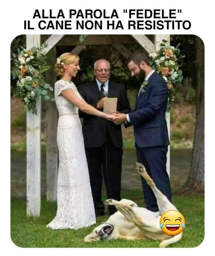 Se la ride persino il cane 😂🤣