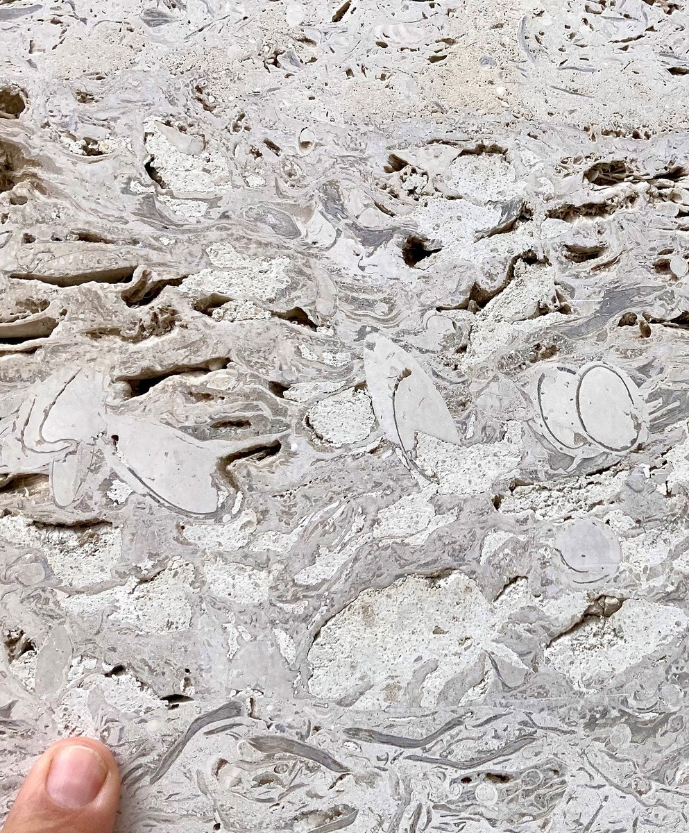 #MolluscMonday Bivalve borings containing their shells and infilled with micrite sediment. Note the cross-cutting relationship of the borings on the right of the image. Jurassic Portland Limestone from the cladding of a building near St Paul’s Cathedral, London.