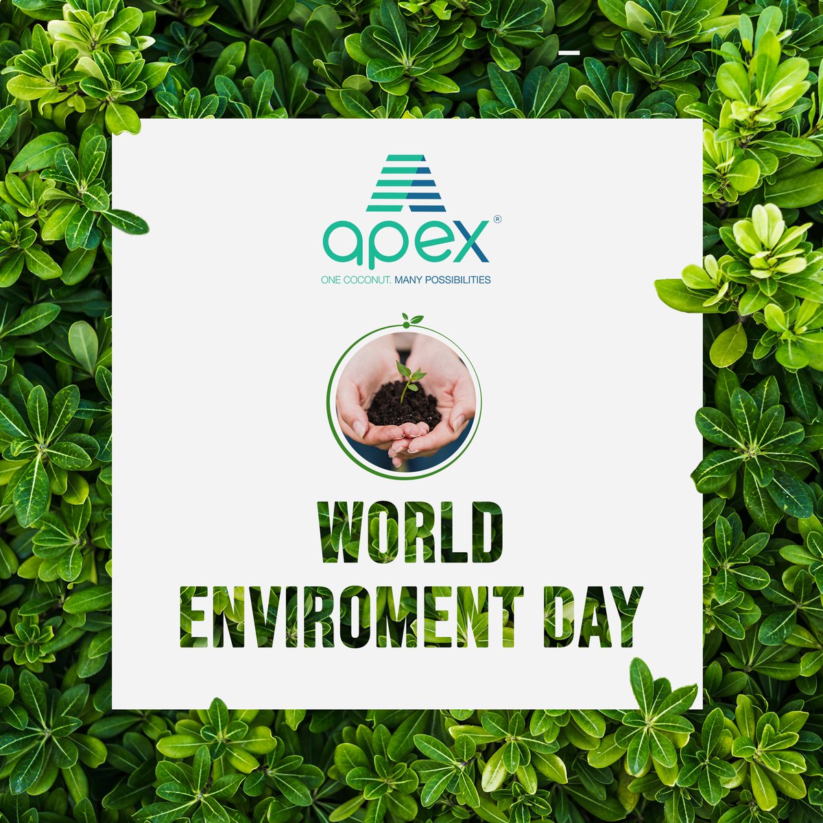 ApexCoconuts's tweet photo. 🌿Embrace Sustainability, Celebrate Nature! 🌴🌍 Celebrating World Environment Day with our coconuts, where #sustainability and freshness go hand in hand.

Join us in nurturing the planet one coconut at a time. Let's make a positive impact together! 🥥💚

#WorldEnvironmentDay https://t.co/D4iC2TrhJ5