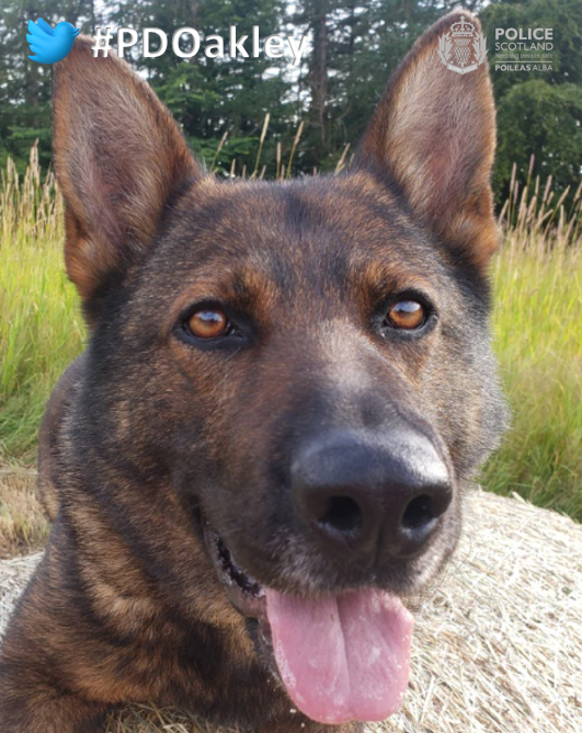 PSOSDogs's tweet photo. When two people broke into Craigour Primary School last night, #PDOakley and #S307 got busy looking for them. PD Oakley soon picked up one of their tracks, and traced a suspect to Fernieside. @PSOSEdinburgh officers then arrested him. Good job!
#TheNoseKnows
#CatchingCriminals https://t.co/dkp82mysi7