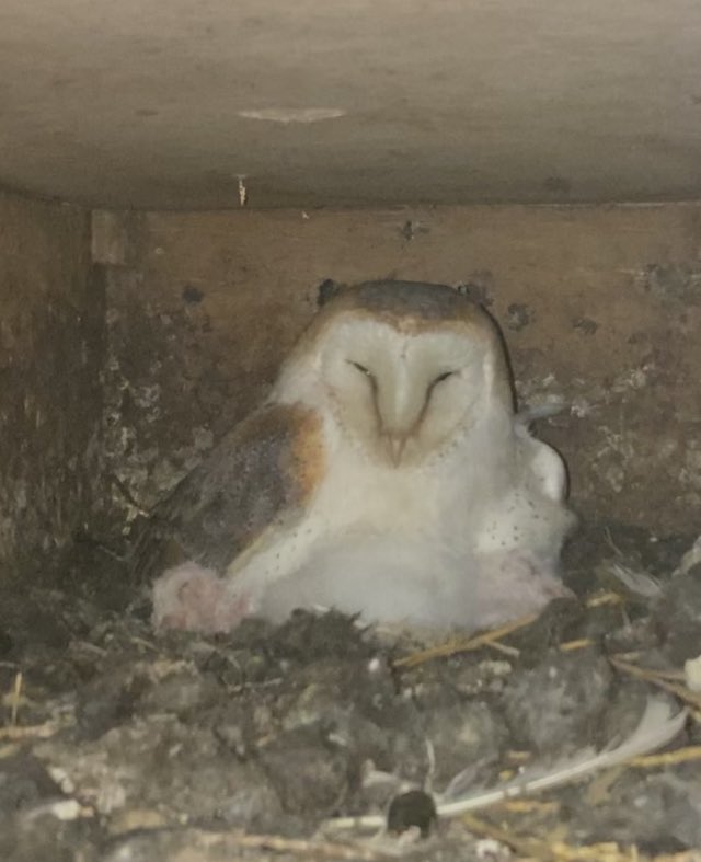 We have chicks and adults are working hard I don’t think it’s a vole year particularly ?lush growth , wind ,cold makes it difficult to catch them to ! <a href="/BarnOwlTrust/">Barn Owl Trust</a> <a href="/Gameandwildlife/">The Game & Wildlife Conservation Trust</a> <a href="/DefraGovUK/">Defra UK</a> <a href="/JCaseNature/">Jodie Case</a> <a href="/Mammal_Society/">Mammal Society</a> <a href="/suffolkwildlife/">SuffolkWildlifeTrust</a>