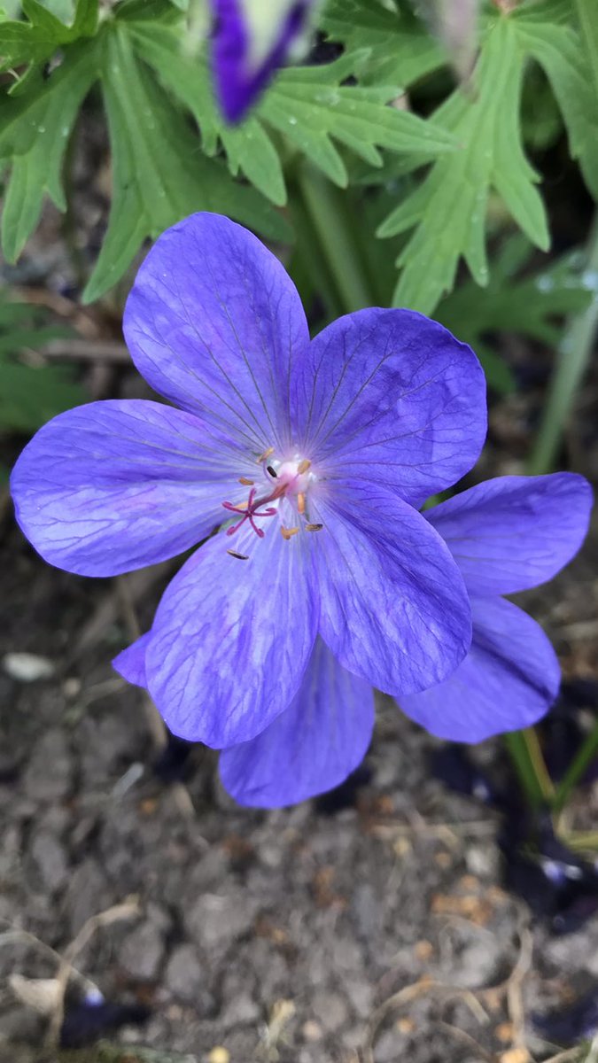Andy6hutch's tweet image. A shot of Geranium Johnson’s Blue from the garden this morning. Hardy perennial that the bees 🐝🐝🐝❤️HAPPY DAYS!!! 
#GardeningTwitter #CottageGarden #Geraniums #BeeFood #BeeTheChange #BumbleBeeConservation #SoundOfSummer