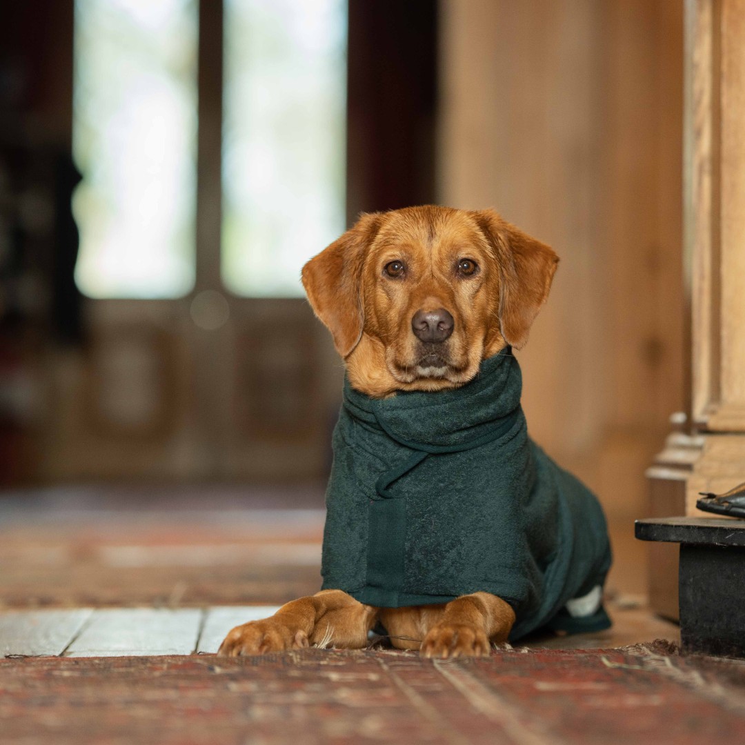 Gingers in Forest Green.
Gorgeous. Just gorgeous. 

SHOP: ow.ly/GNCF50OzAMR

#ruffandtumble #dryingcoats #bestdryingcoats #dogdrying #dogwet #dogcold #colddogs #wetdogs #smellydogs #hairdryingdogs #bigdogtowel #dogdrying #dogrobe #dogtowel #toweldryingdogs