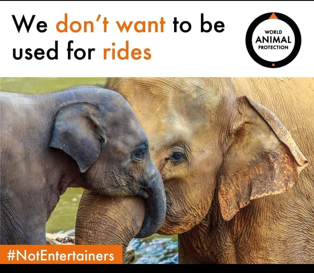 #NoPrideInElephantRide
#NotEntertainers
#WildlifeBelongsToWild
#WildAnimals
#Elephants
#SayNoToRides
#WorldEnvironmentDay
#ElephantsAreGardeners @narendramodi @ashokgehlot @byadavbjp @Hemaram_INC @rameshpandeyifs @AshwiniKChoubey @MoveTheWorldIN @rashtrapatibhvn