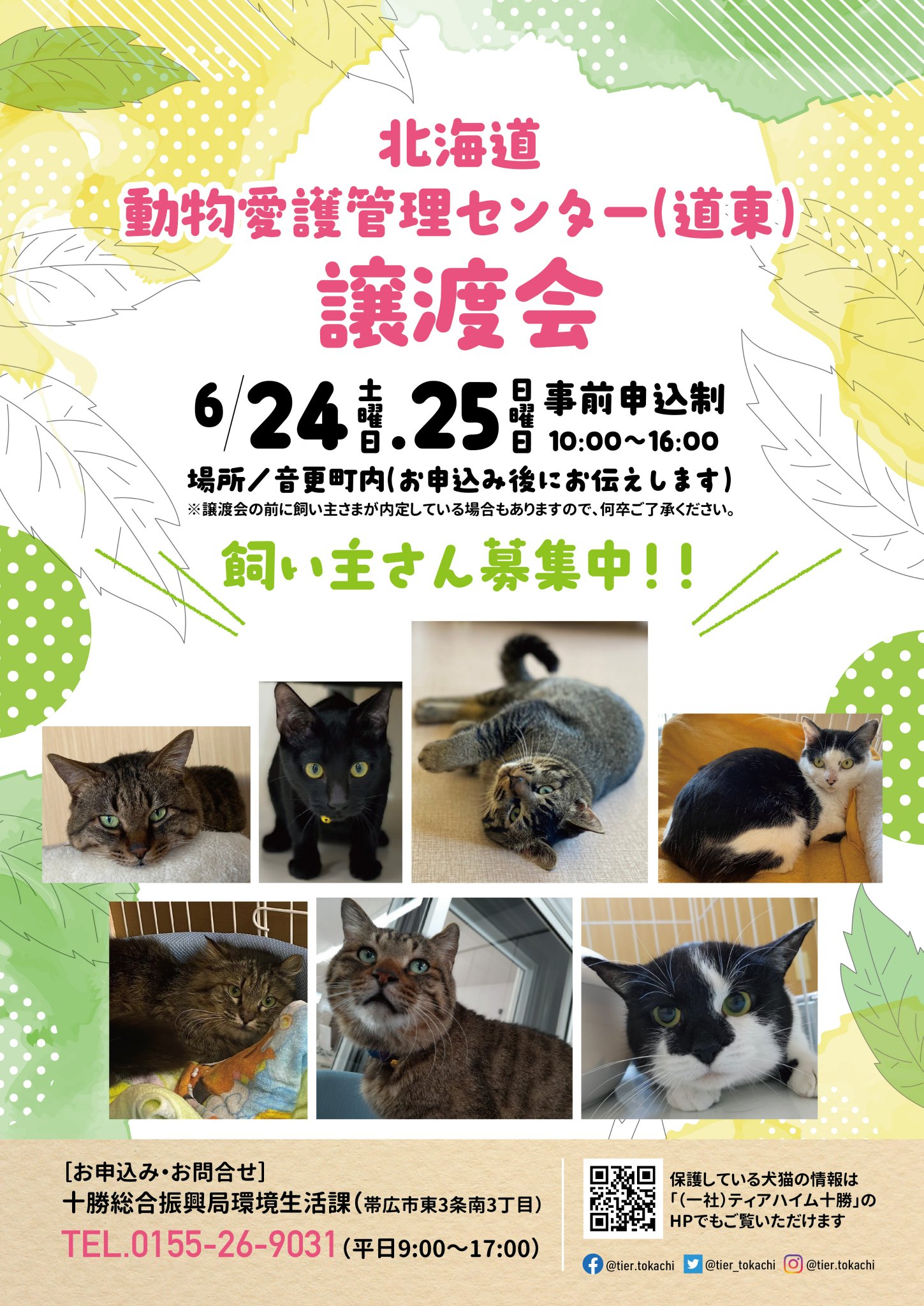 Chocotan様 リクエスト 4点 まとめ商品 リバティ保冷等 キャットフード ボナシーボ Bonacibo 成猫用 缶詰 チキン