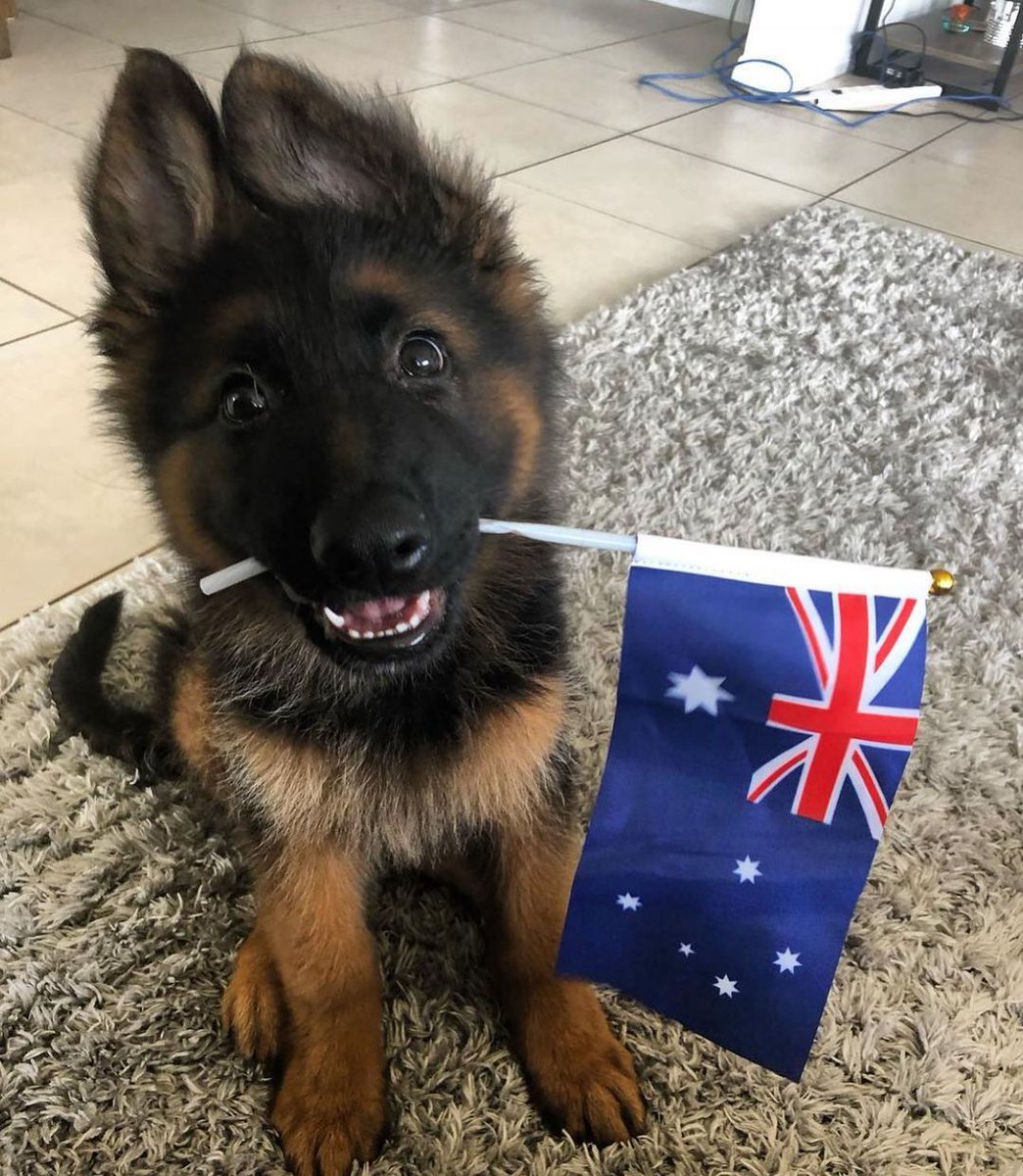 ▪️A little throwback to Nikos first Australia day celebration 🥳🐶🇦🇺 ▪️
#germanshepherd #germanshepherdworld #germanshepherdlove #germanshepherdpuppy #germanshepherdlovers #germanshepherdsdaily