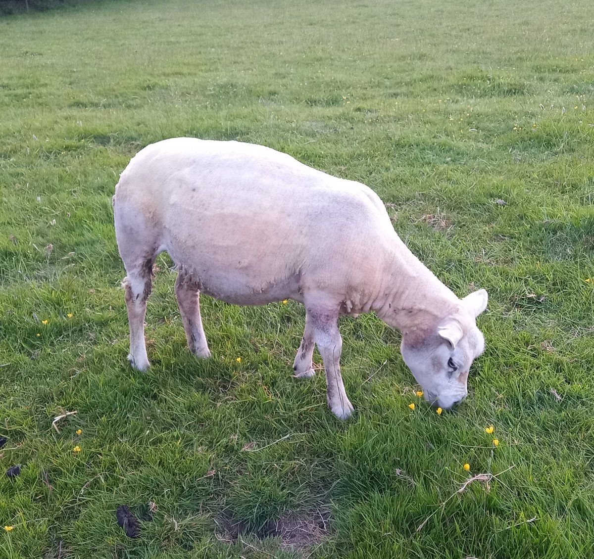 Mmmmh....well that's what happens Midge when you don't stop eating....you get a little bit rotund around the middle 💞😂

#animalsanctuary #sheep365 #texelsheep #greedy #tubby #animallovers #foreverhome #nonprofit #amazonwishlist #sponsorasheep 

woollypatchworkshe.wixsite.com/website