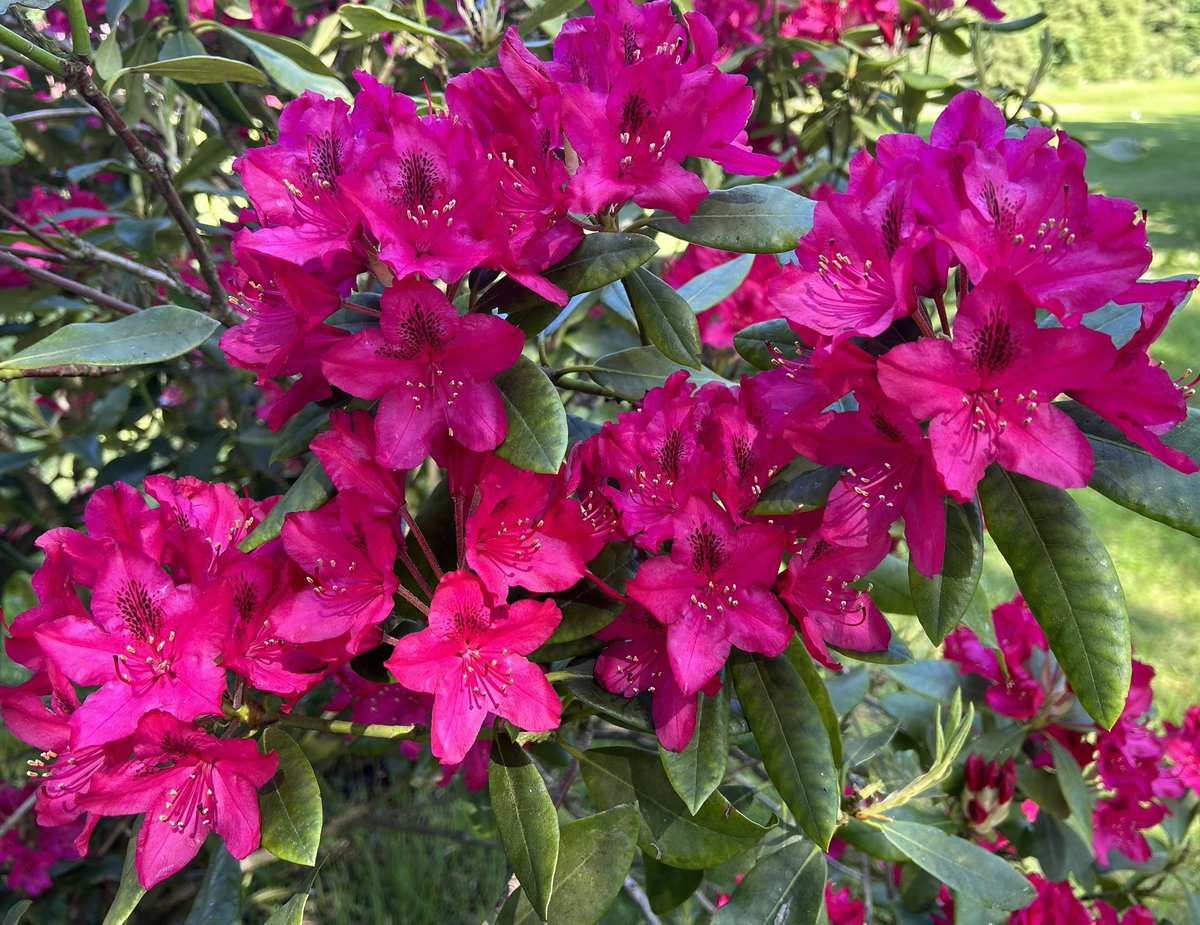 GrowHouseDave on Twitter "How good has this year’s Rhododendron season