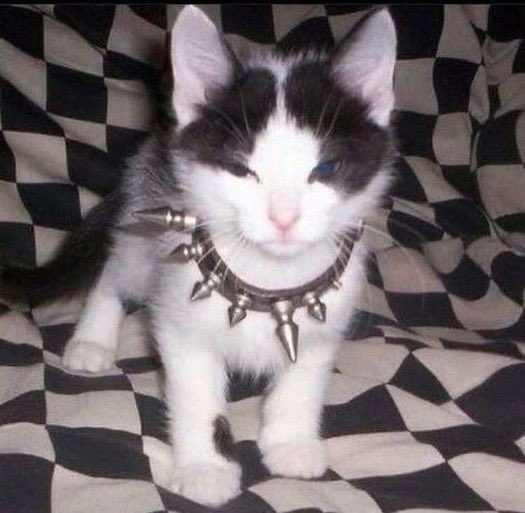 reactions on Twitter "alt cat spiked collar https//t.co/gMqWjDMoUS