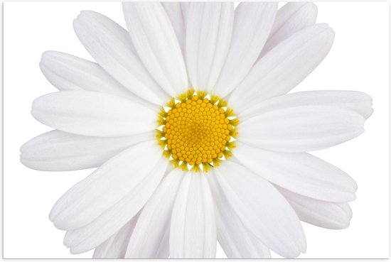 Jibbe Willems (@jibbewillems) on Twitter photo <a href="/AndreavanPol/">Andrea van Pol</a> en ik spraken over een Bijbelverbod in Utah, Keti Koti als nationale feestdag en het madeliefje als nationale bloem van Nederland (een bloemetje dat inderdaad nauwelijks boven het maaiveld uitkomt...). Met muziek van Shigeru Umebayashi.
nporadio4.nl/fragmenten/de-… <a href="/AndreavanPol/">Andrea van Pol</a> en ik spraken over een Bijbelverbod in Utah, Keti Koti als nationale feestdag en het madeliefje als nationale bloem van Nederland (een bloemetje dat inderdaad nauwelijks boven het maaiveld uitkomt...). Met muziek van Shigeru Umebayashi.
nporadio4.nl/fragmenten/de-…