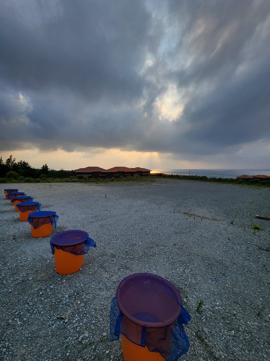 SamRPJRoss's tweet image. Somehow I&apos;ve convinced myself I&apos;m ready for another #mesocosm experiment. I&apos;ll post intermittent updates on our floating plant 🌱response diversity experiment, funded by @BritishEcolSoc @jsps_sns. Watch this space!